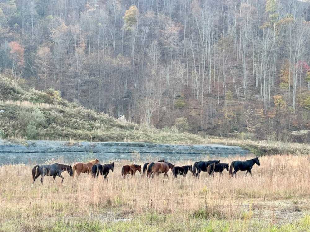 Trails 2 Paradise - Delbarton, West Virginia - Campspot