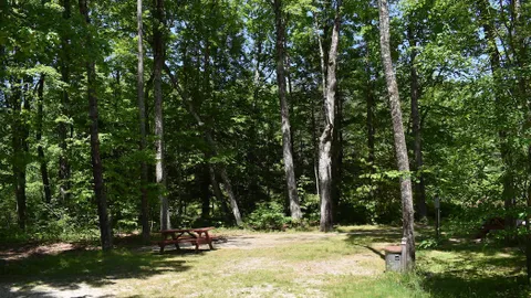 20/30 Amp Back-In Wooded Site — image 1 of 4