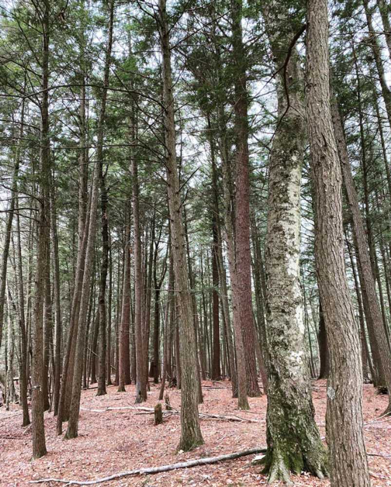 Pine Grove Campground - Photo 3