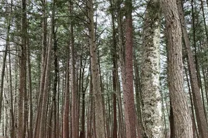 Pine Grove Campground – photo 3